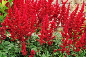 Astilbe 'Fanal' 